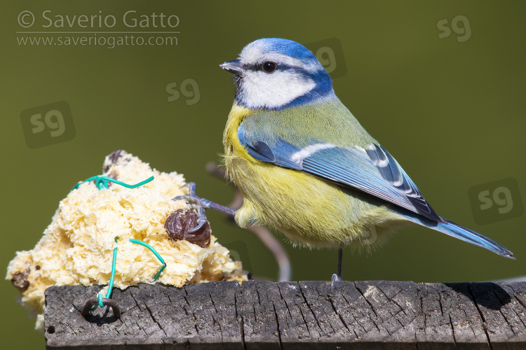 Eurasian Blue Tit, adult eating some panettone at birdfeeder