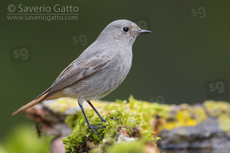 Black Redstart, side view of an individual perched on a piece of wood covered by moss