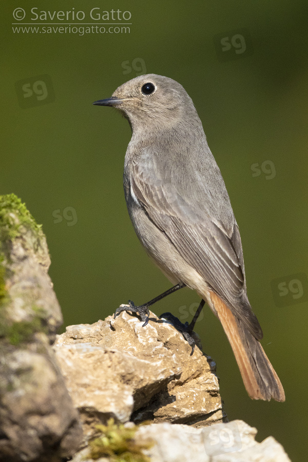 Black Redstart, individual perched on a rock