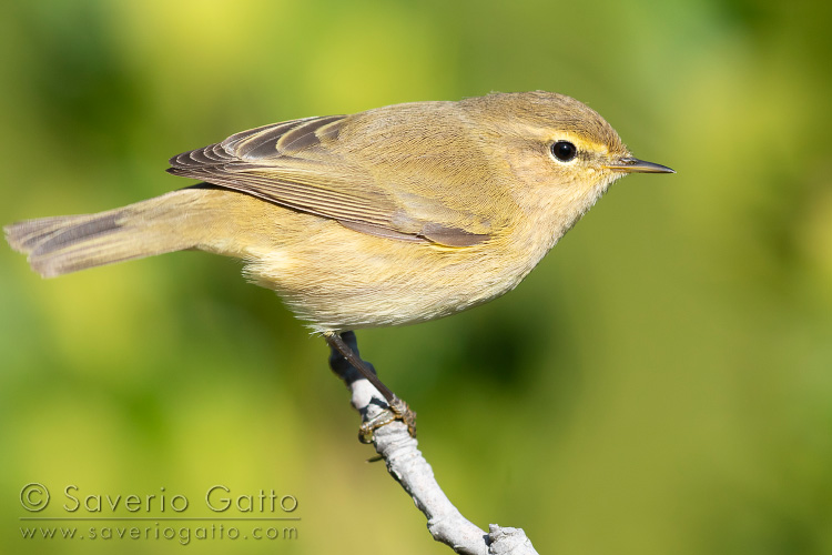 Common Chiffchaff, side view of an adult perched on a branch