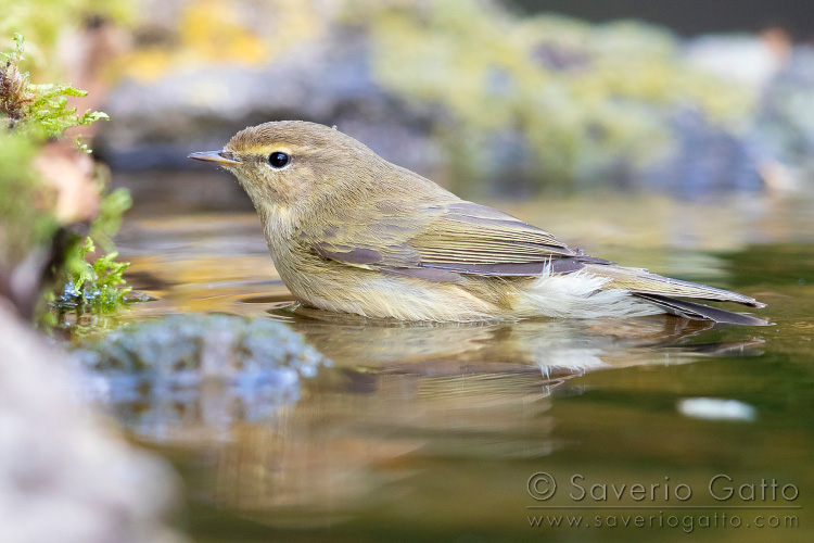 Common Chiffchaff, side view of an adult taking a bath