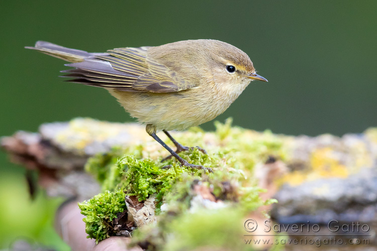 Common Chiffchaff