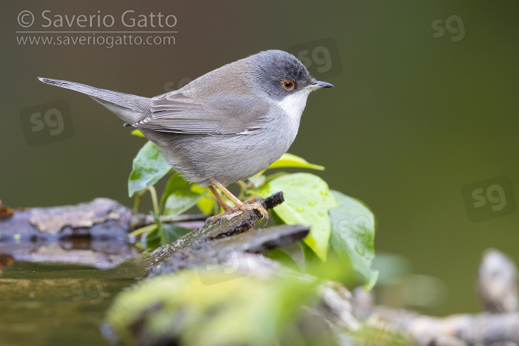 Sardinian Warbler, side view of an adult female standing on a piece of a bark