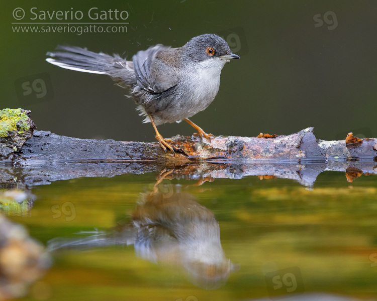 Sardinian Warbler, adult female taking a bath