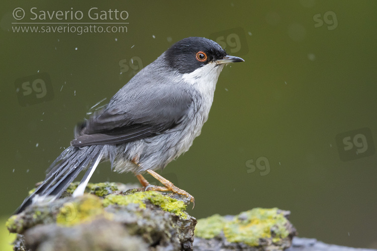 Sardinian Warbler, side view of an adult male after a bath