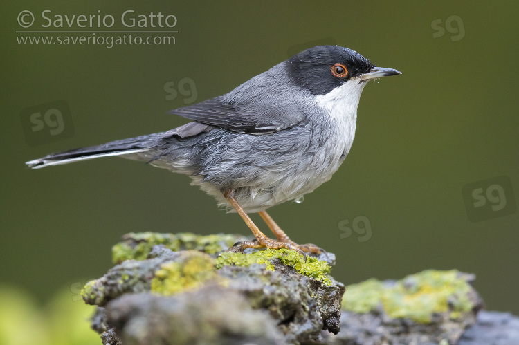 Sardinian Warbler, side view of an adult male after a bath