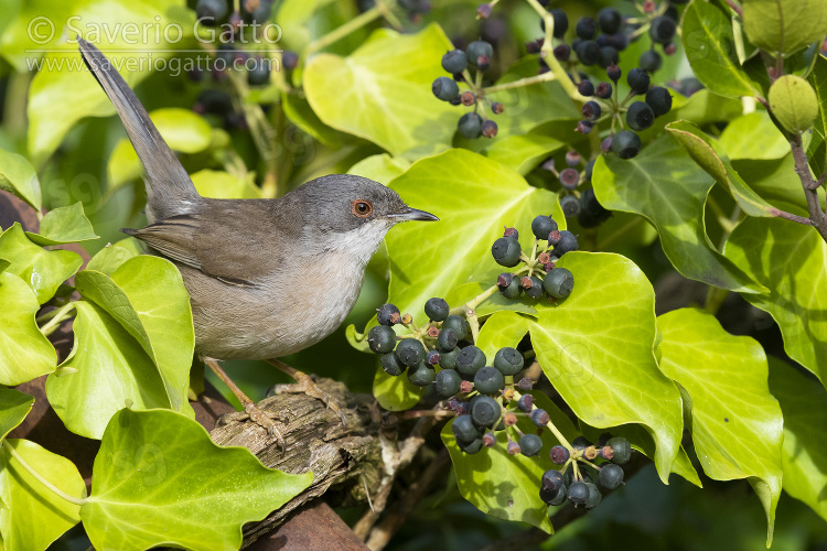 Sardinian Warbler, side view of an adult female perched among european ivy leaves