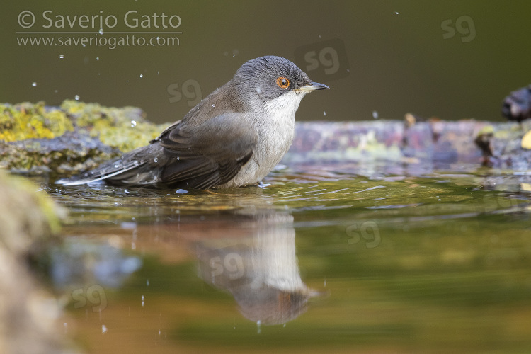 Sardinian Warbler, side view of an adult female taking a bath