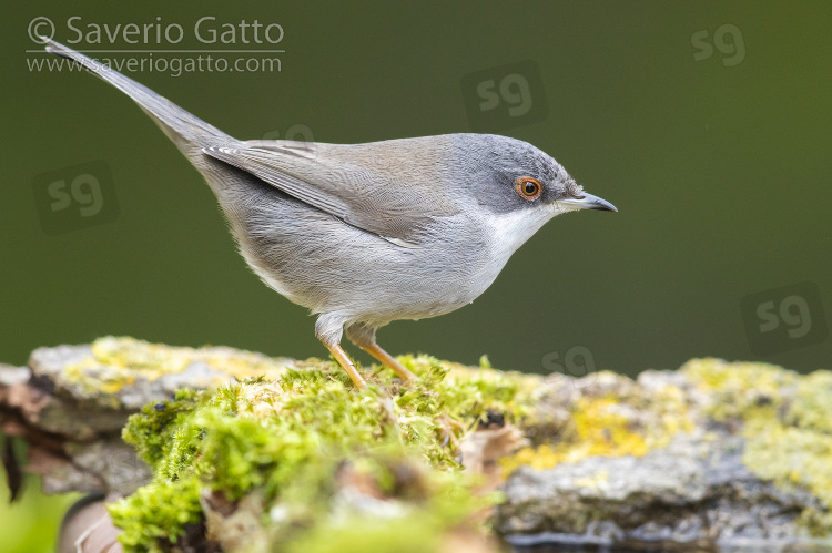 Sardinian Warbler, side view of an adult female perched on some moss