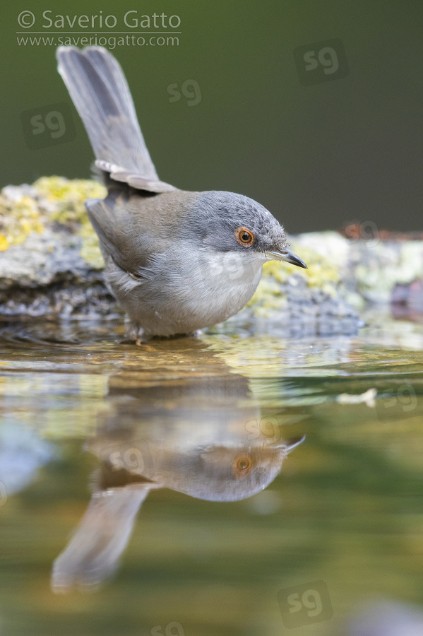 Sardinian Warbler, adult female taking a bath