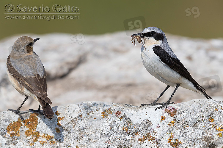 Northern Wheatear, a couple perched on a rock