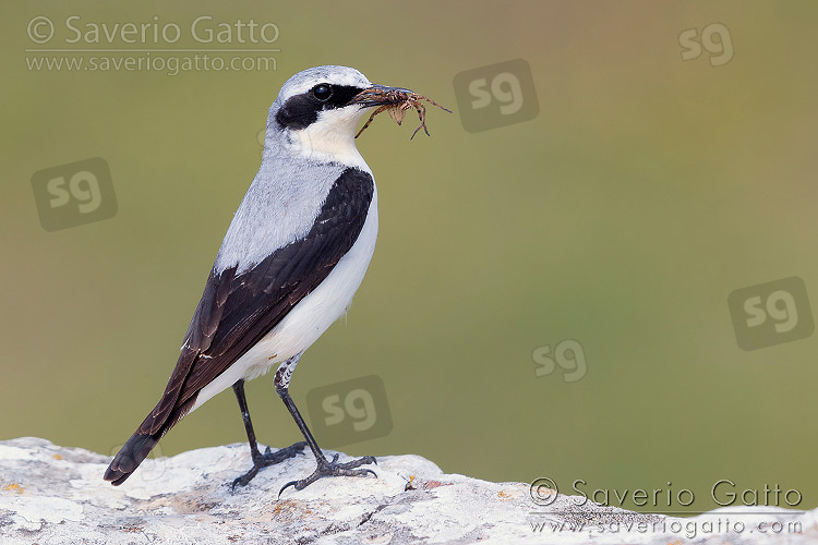 Northern Wheatear, adult male carrying a spider in its bill