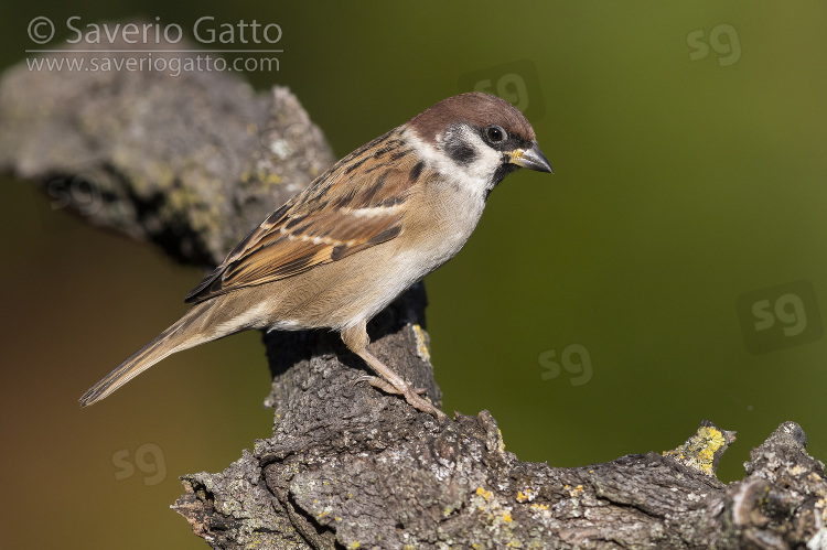 Eurasian Tree Sparrow, side view of an adult perched on a branch