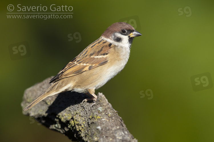 Eurasian Tree Sparrow