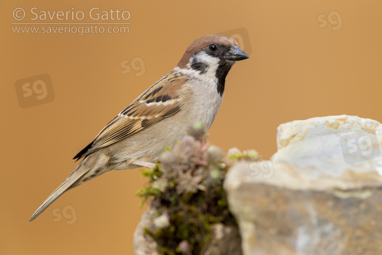 Eurasian Tree Sparrow, adult perched on a rock