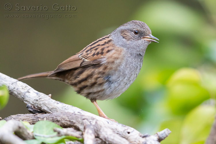 Passera scopaiola