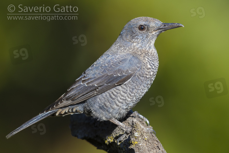 Blue Rock Thrush, side view of an immature male perched on a branch