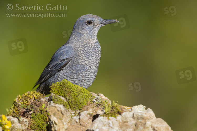 Blue Rock Thrush, immature male perched on a rock