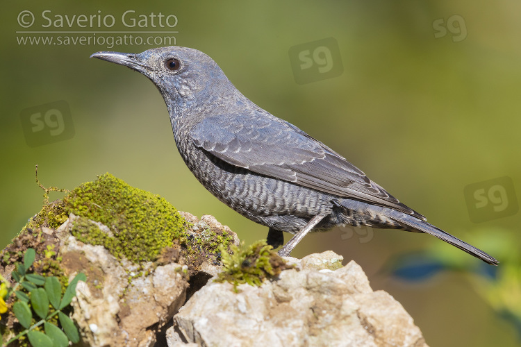 Blue Rock Thrush, side view of an immature male perched on a rock