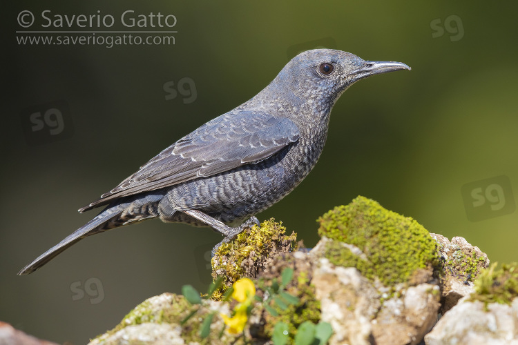 Blue Rock Thrush, side view of an immature male perched on a rock