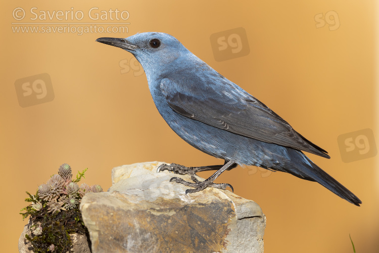 Blue Rock Thrush, side view of an adult male perched on a rock