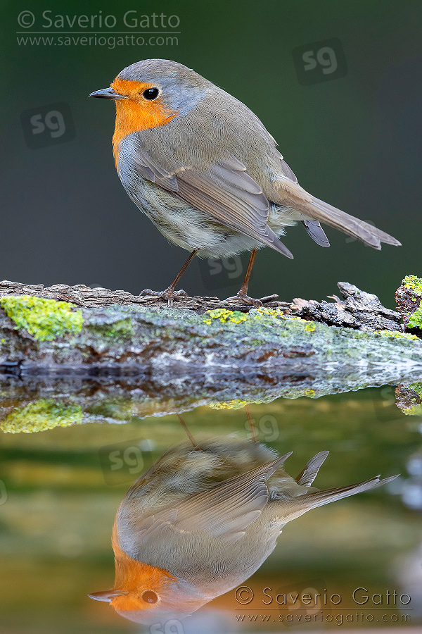 European Robin, adult standing on the edge of a pond