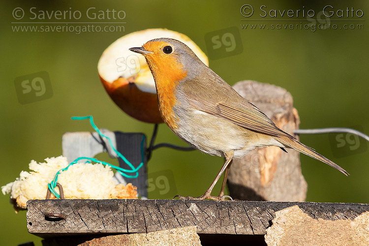 European Robin, side view of an adult standing on a bird feeder