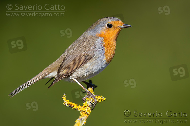 European Robin, side view of an adult perched on a branch