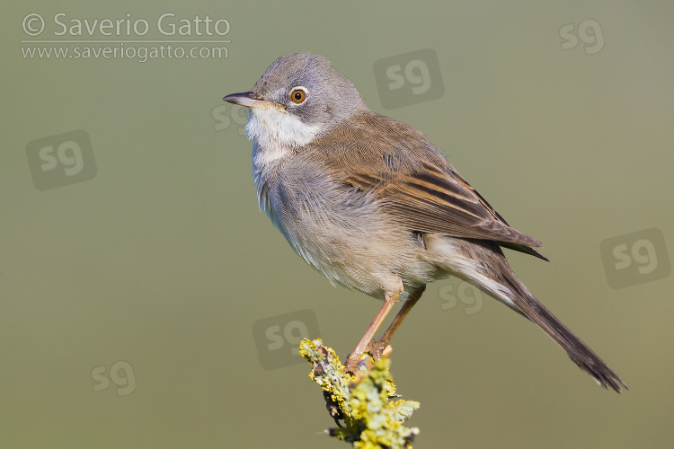 Common Whitethroat, side view of an adult male perched on a branch