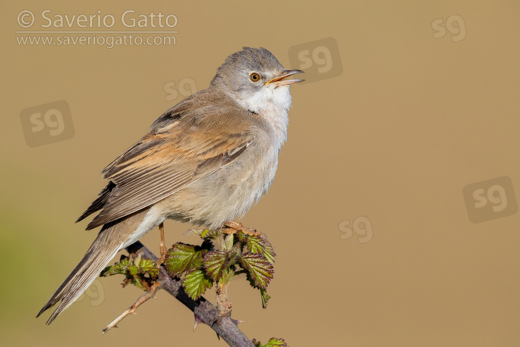 Common Whitethroat, side view of an adult male singing from the top of a bush