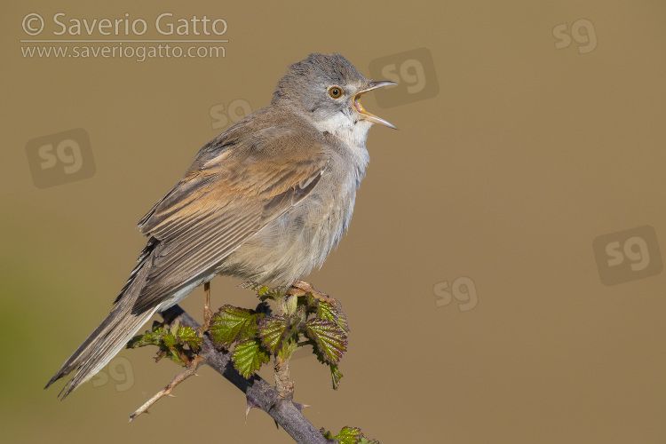 Common Whitethroat, side view of an adult male singing from the top of a bush