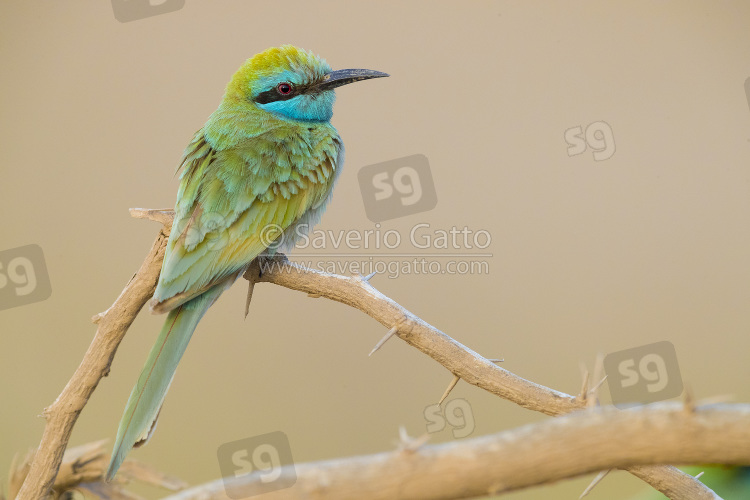 Green Bee-eater, adult perched on a branch