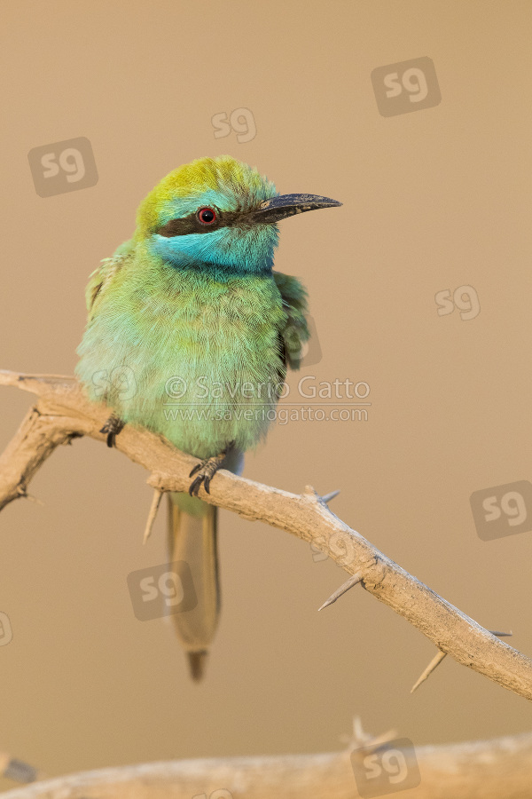 Gruccione verde piccolo, adulto posato su un ramo visto di fronte