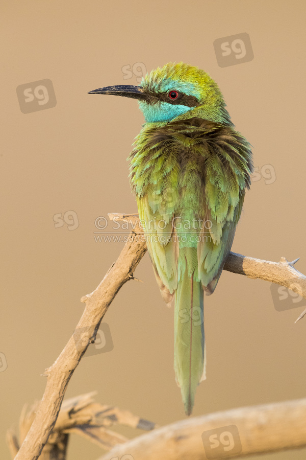 Green Bee-eater, adult perched on a branch