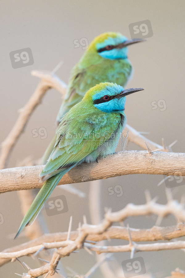 Green Bee-eater, two birds perched on a branch