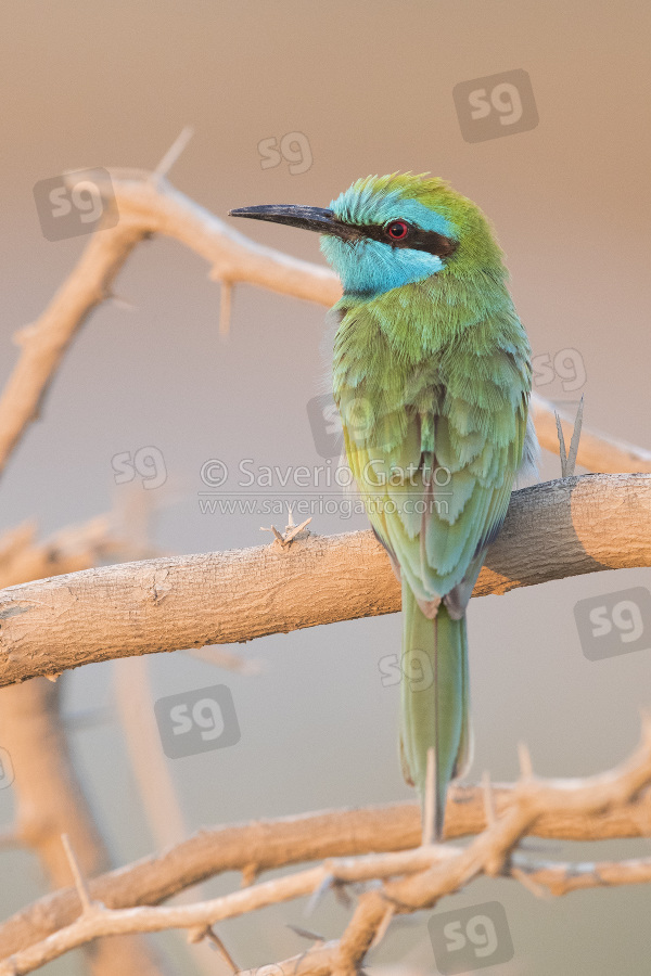 Green Bee-eater, adult perched on a branch