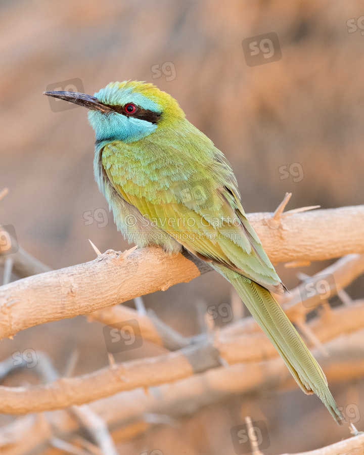 Green Bee-eater, adult perched on a branch