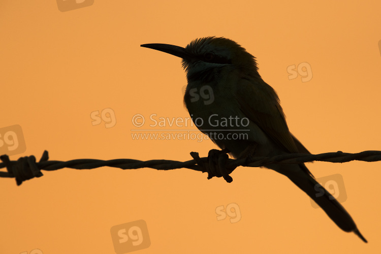 Gruccione verde piccolo, silhouette di un adulto posato su un filo spinato al tramonto