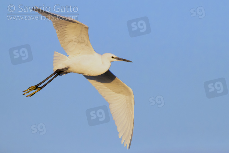 Little Egret, adult in flight seen from below