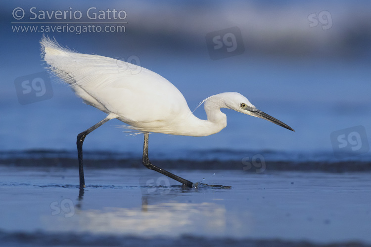 Little Egret, adult catching fish on the shore