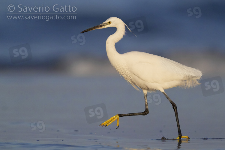 Little Egret, side view of an adult running on the shore