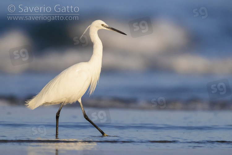 Little Egret, side view of an adult standing on the shore