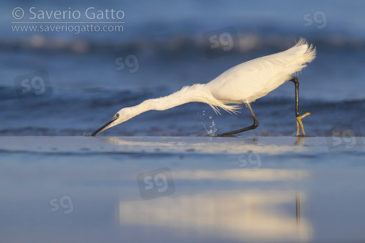 Little Egret, adult cataching fish on the shore