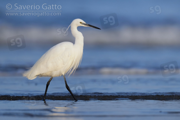 Little Egret, side view of an adult standing on the shore