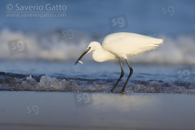 Little Egret, adult catching fish on the shore