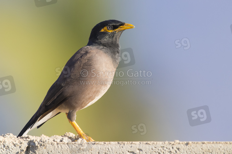 Common Myna