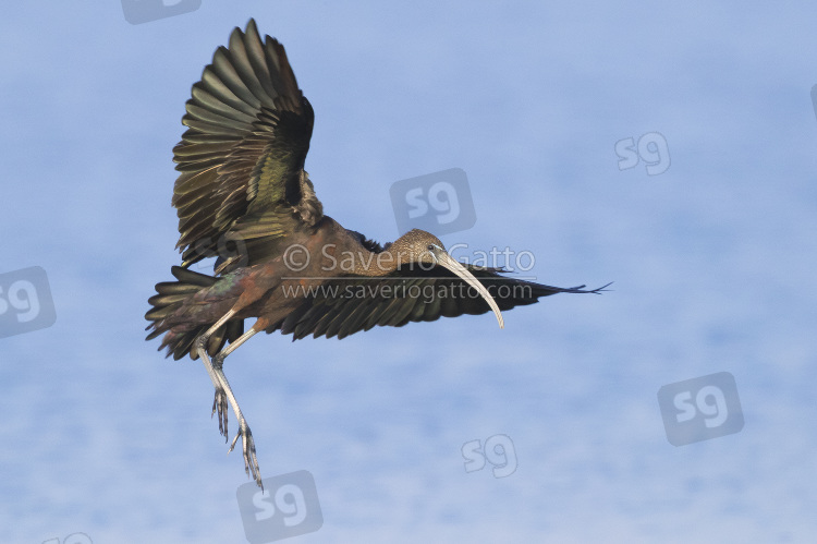 Glossy Ibis, adult in flight in winter plumage