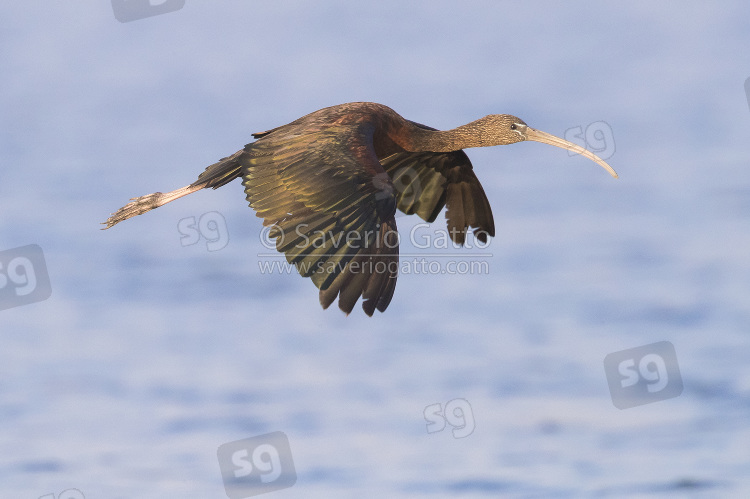 Glossy Ibis, adult in flight in winter plumage