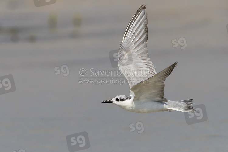 Whiskered Tern, adult in winter plumage in flight