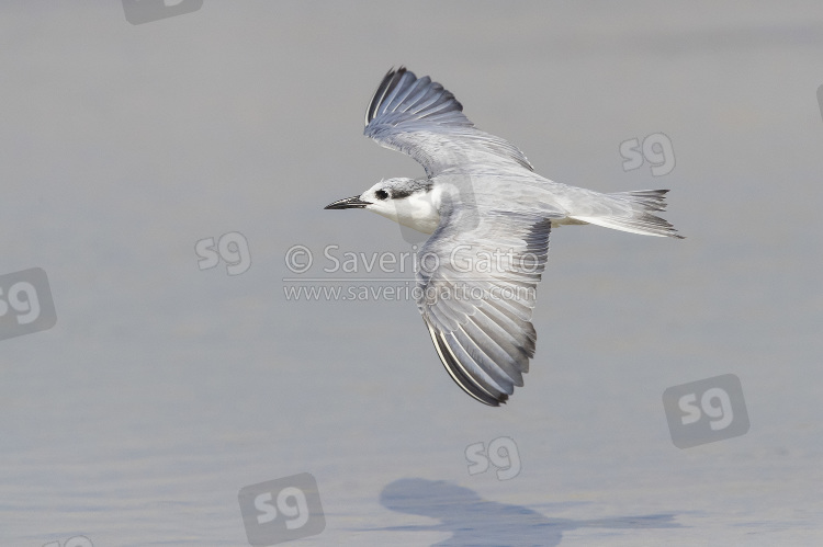 Mignattino piombato, adulto in abito invernale in volo